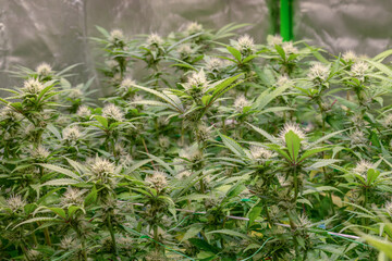 female early blossom marijuana SoG Sea of Green net hemp cultivation technique Growing pot indoor bloom stage growth Medical