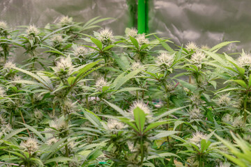 female early blossom marijuana SoG Sea of Green net hemp cultivation technique Growing pot indoor bloom stage growth Medical