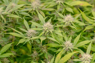female early blossom marijuana SoG Sea of Green net hemp cultivation technique Growing pot indoor bloom stage growth Medical