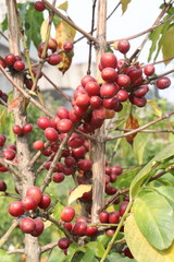 coffee bean on tree in nursery