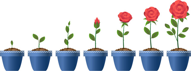 Red rose flower growth stages