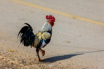 Selective focus of a rooster (also known as a cockerel or cock) walking in the farm, Beautiful male chicken standing on the ground floor, Natural laying hen open farming in countryside of Thailand. © Sarawut