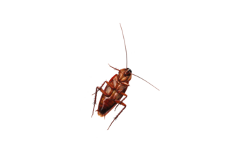 cockroach displayed against a plain white background, highlighting its detailed features.