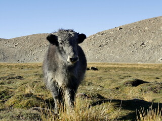 Obraz premium Standing baby yak in high altitude pasture in Ladakh, the Himalayas, northern India. Cute grey baby yak and meadows
