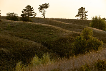 Obraz premium Silhouette of pine trees on grassy hill ridge