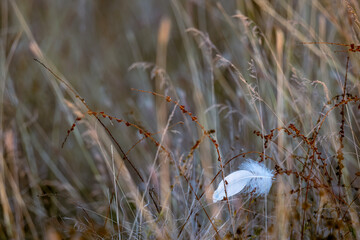 White bird feather caught in dry wild grass
