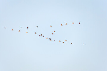 Seagulls Larus Flying In Blue Sky V-formation