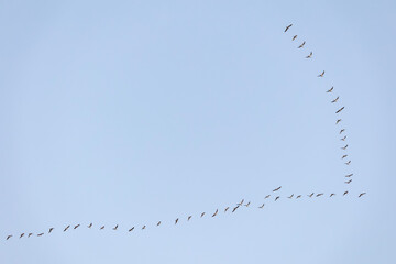 High Flying Flock Of Seagulls Larus In Sky