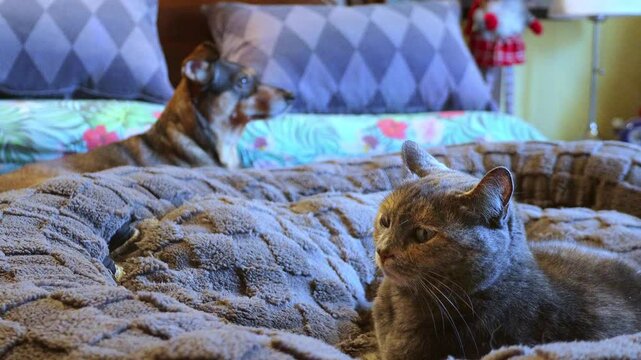 cane e gatto sul letto