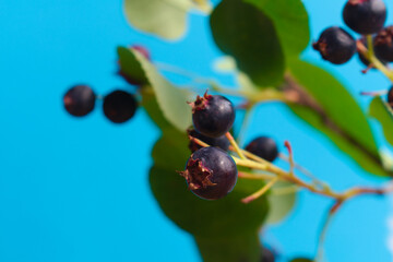 Close up photo of amelanchier berries (shadbush, juneberries) on a blue background