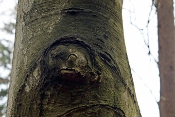 Rotbuche mit Gesicht