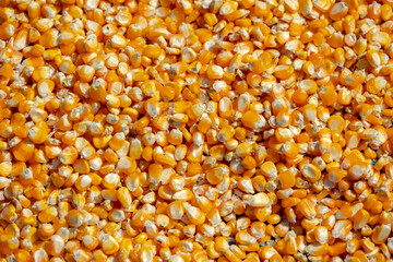 Selective focus orange yellow corn seed, Harvested full maize from plantation and drying on ground floor open air, Agriculture countryside farm in the northern of Thailand, Natural pattern background.