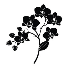 black and white grapes