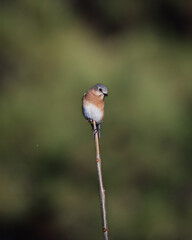 Eastern Bluebird