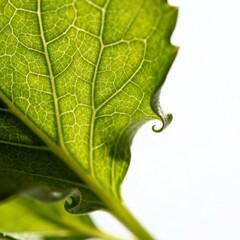 green leaf macro