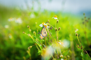 Plain Tiger butterfly (Danaus chrysippus) resting on white Bidens pilosa flowers