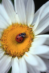 Red ladybug sitting on plant