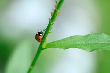 Red ladybug sitting on plant