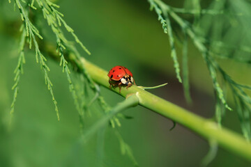 Red ladybug sitting on plant