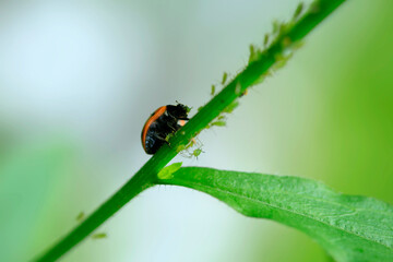 Red ladybug sitting on plant