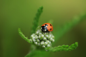 Red ladybug sitting on plant