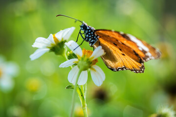 Obraz premium Close-up of a Plain Tiger butterfly (Danaus chrysippus) feeding on a white Bidens pilosa flower