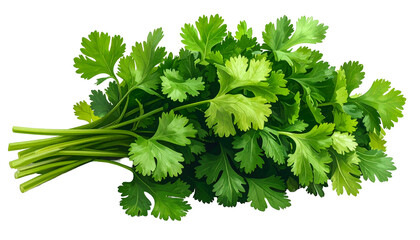 Freshly harvested bright green cilantro bunch, isolated on black, with detailed leaf textures