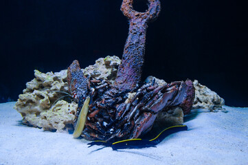 A ship's anchor is stuck in the coral reefs.