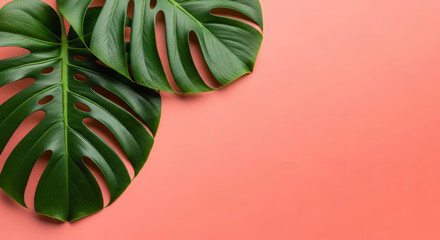 Tropical Monstera Leaves on Coral Background Exotic Plant & Summer Nature Concept