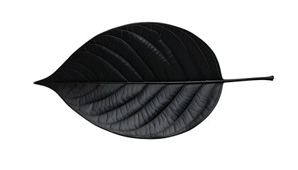 Single leaf, dark grey with prominent veins, against a stark black background