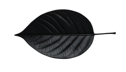 Single leaf, dark grey with prominent veins, against a stark black background