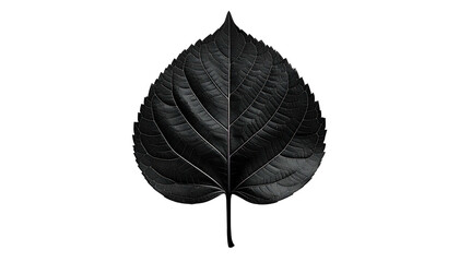 A single dark leaf with detailed veins, set against a stark black background
