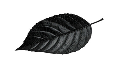 A solitary, textured, black leaf with veins against a stark black background