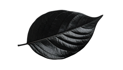 A single, black leaf with detailed veins, isolated against a completely dark background