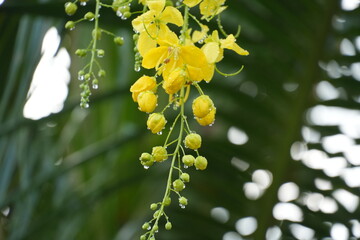 Golden shower tree blooms glistening with raindrops create a stunning natural background element