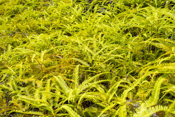 Lush green ferns in the Marquesas Islands, French Polynesia