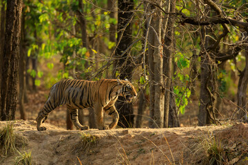 Bengal tiger in Bandhavgarh, India © kathy