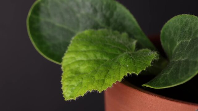 Timelapse of a pumpkin seedling (Cucurbita pepo) developing cotyledons and first true leaves, revealing early plant growth, trichomes, and seedling morphology under controlled conditions.