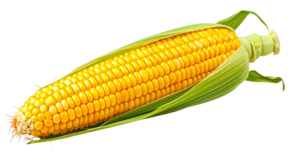 Close-up of a vibrant ear of corn, partially husked, showcasing golden kernels