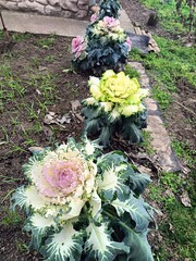 delicate, light, curly leaves of ornamental cabbage