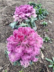 delicate and bright curly leaves of ornamental cabbage