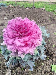 delicate and bright curly leaves of ornamental cabbage