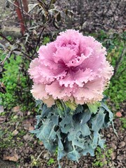 delicate and bright curly leaves of ornamental cabbage