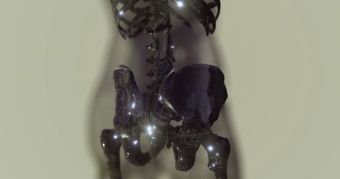 Detailed look at the human skeleton highlighting the spine, ribs, and pelvis. The unique design reveals the intricacies of bone structure and anatomy.