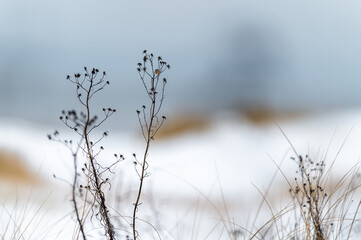 Dried winter plants and grass against snowy Baltic Sea beach landscape