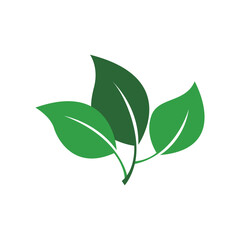 Fresh green leaves representing natural growth and eco-friendly concepts for a healthy, sustainable environment