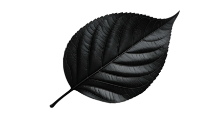Isolated, glossy, black leaf with prominent veins against a black backdrop