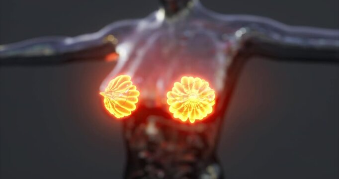This visual showcases the anatomy of the mammary glands, illustrating their structure and function within the human body, highlighting their role in lactation and development.
