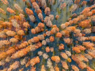 Forest canopy displays autumn colors from above, showing orange trees reflected in water.