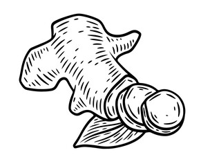 Hand drawn ginger root, monochrome engraving, line art style vector illustration isolated on white background